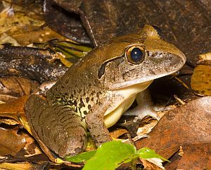 Giant barred frog
