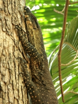 Image showing a lace monitor. It and other wildlife forage around the camping areas. Pack strong containers for storing food and rubbish.
