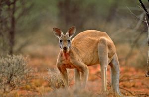 Watch for red kangaroos and other wildlife when travelling on outback roads.