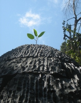 Image of a strangler fig grows as part of a feature on the artwork sculpture, the Strangler Cairn. The walking track to Artists cascades goes past the sculpture.