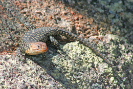 Photo of a Cunninghams skink.