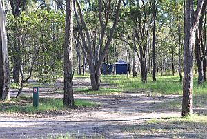 Camp among open forest at Wongi Waterholes camping area. 