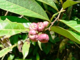 Red-fruited sauropus 