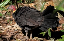 Australian brush-turkeys are frequently seen at Kondalilla National Park. These curious birds will explore unattended picnics for food, ensure all food is secured when you are not nearby.