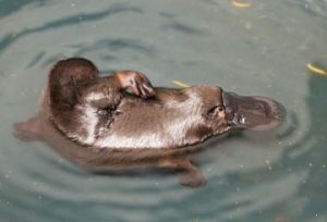 Watch Waddirrang (Platypus) in her watery enclosure as she goes about her normal day’s activities