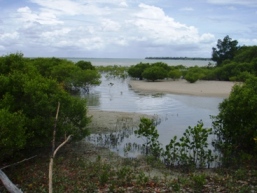 Mangroves line the creek. 