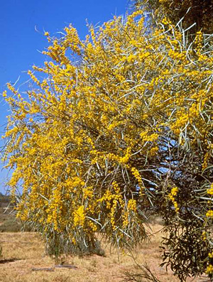 Acacia ammophila in flower. These vulnerable wattles grow on sand ridges east of Lake Bindegolly. 