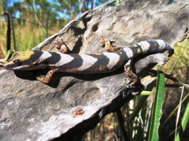 Northern velvet gecko