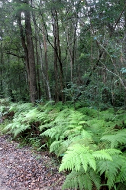 Dularcha National Park's forests provide habitat for a diversity of wildlife. 