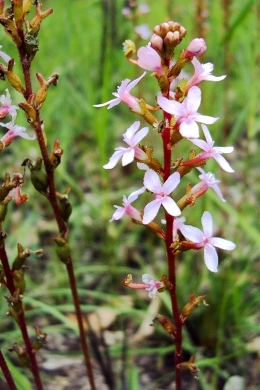 Look for wildflowers, like this grassy-leaved trigger-flower Stylidium graminfolium, when exploring Samford Conservation Park. 