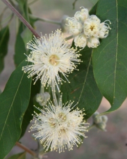 Turpentine Syncarpia glomulifera flowers.