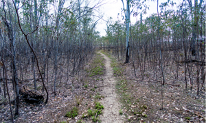Image of the Lake access walking track.
