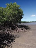 Image of Moreton Bay Marine Park mangroves.