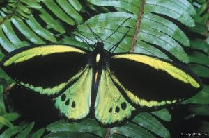 Cairns birdwing.