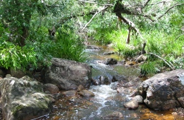 Image of the Gheerulla Creek which flows beside the small camping area.