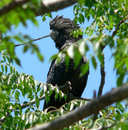 Black cockatoo (garrangarri in the Ewamian language)