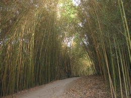 Fish pole bamboo in Mount Whitfield Conservation Park. 