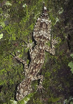 Leaf-tailed gecko Saltuarius swaini 