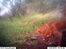 Camera trap photography was one of many methods used during the K'gari dingo population study. 