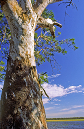 Giant river red gums fringe Lake Broadwater. 