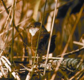 A descendant of ancient songbirds that evolved some 24 million years ago, the eastern bristlebird Dasyornis brachypterus is considered endangered. 