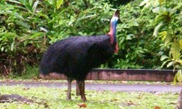 Southern cassowary at Mount Hypipamee