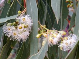Narrow-leaved red ironbark Eucalyptus crebra.