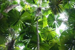Licuala palms feature in Kuranda and Mowbray national parks. 