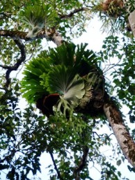 Staghorn in the Mount Hypipamee forest
