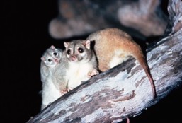 Rock ringtail possums are unusual in that they live amongst rocky outcrops and climb trees only to feed.