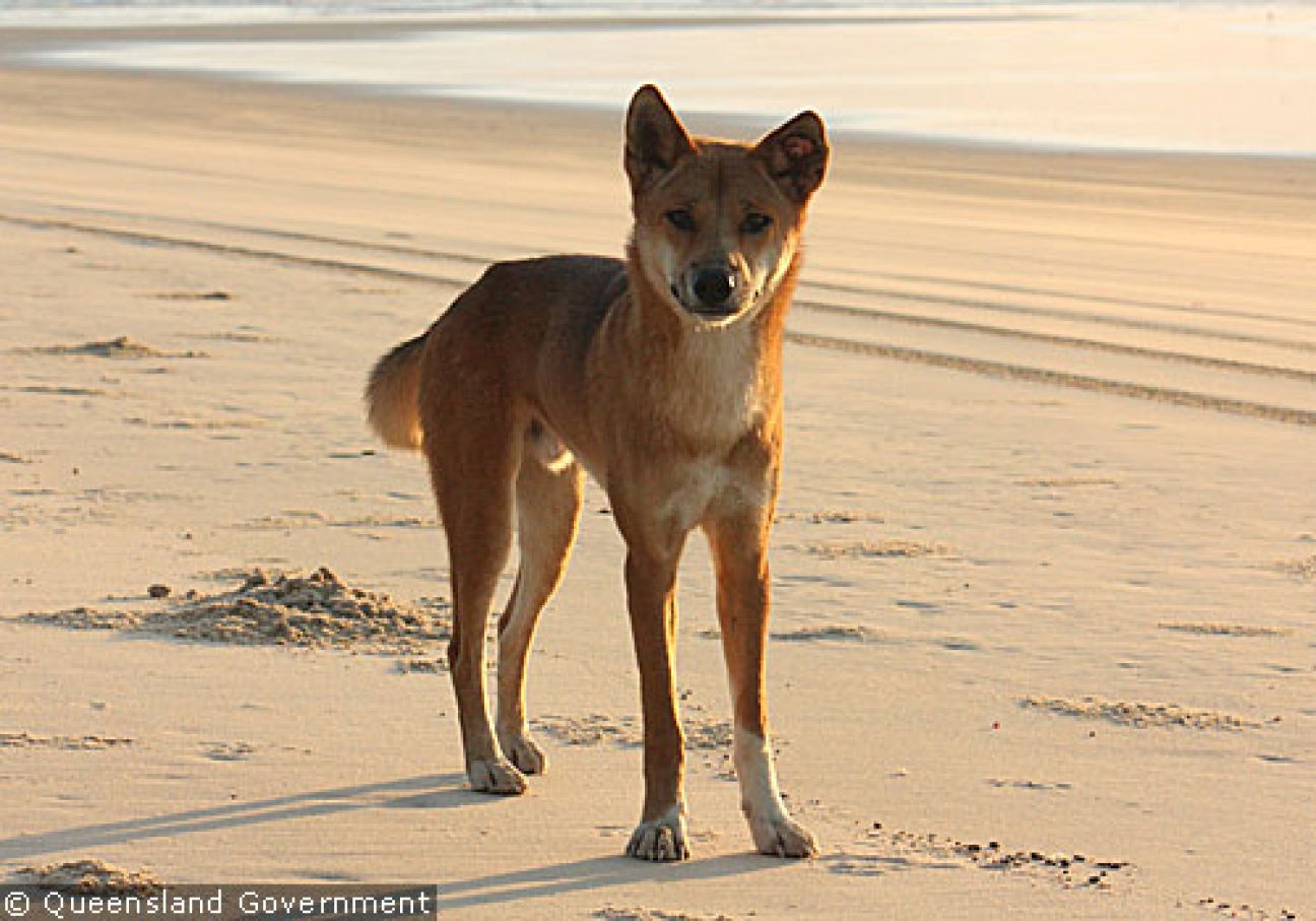Fraser Island Dingoes