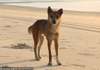 Fraser Island Dingoes