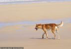Fraser Island Dingoes