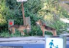 Fraser Island Dingoes