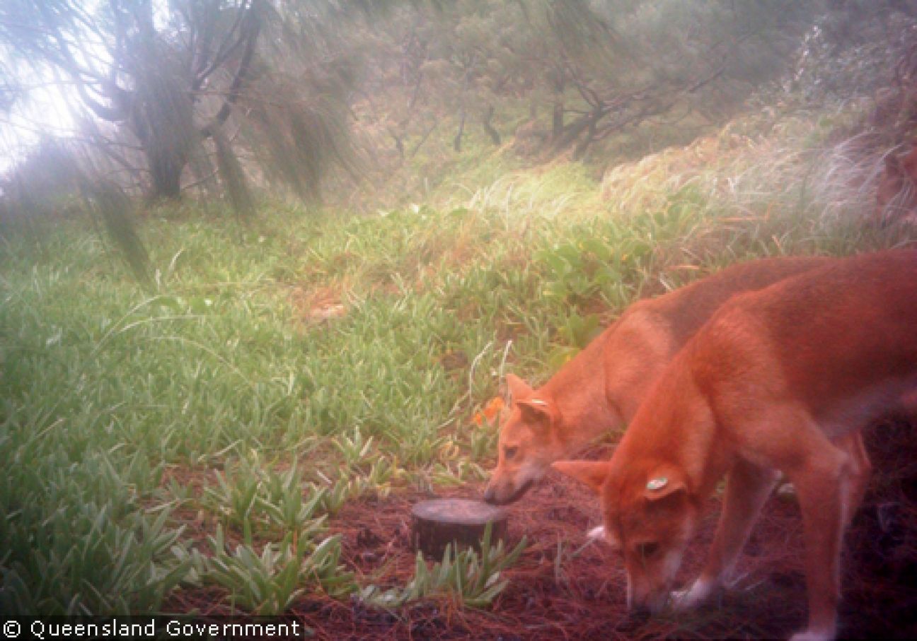Fraser Island Dingoes