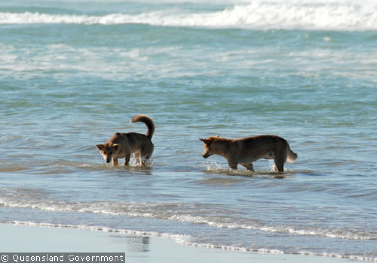Fraser Island Dingoes