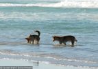 Fraser Island Dingoes