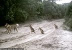 Fraser Island Dingoes