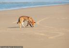 Fraser Island Dingoes