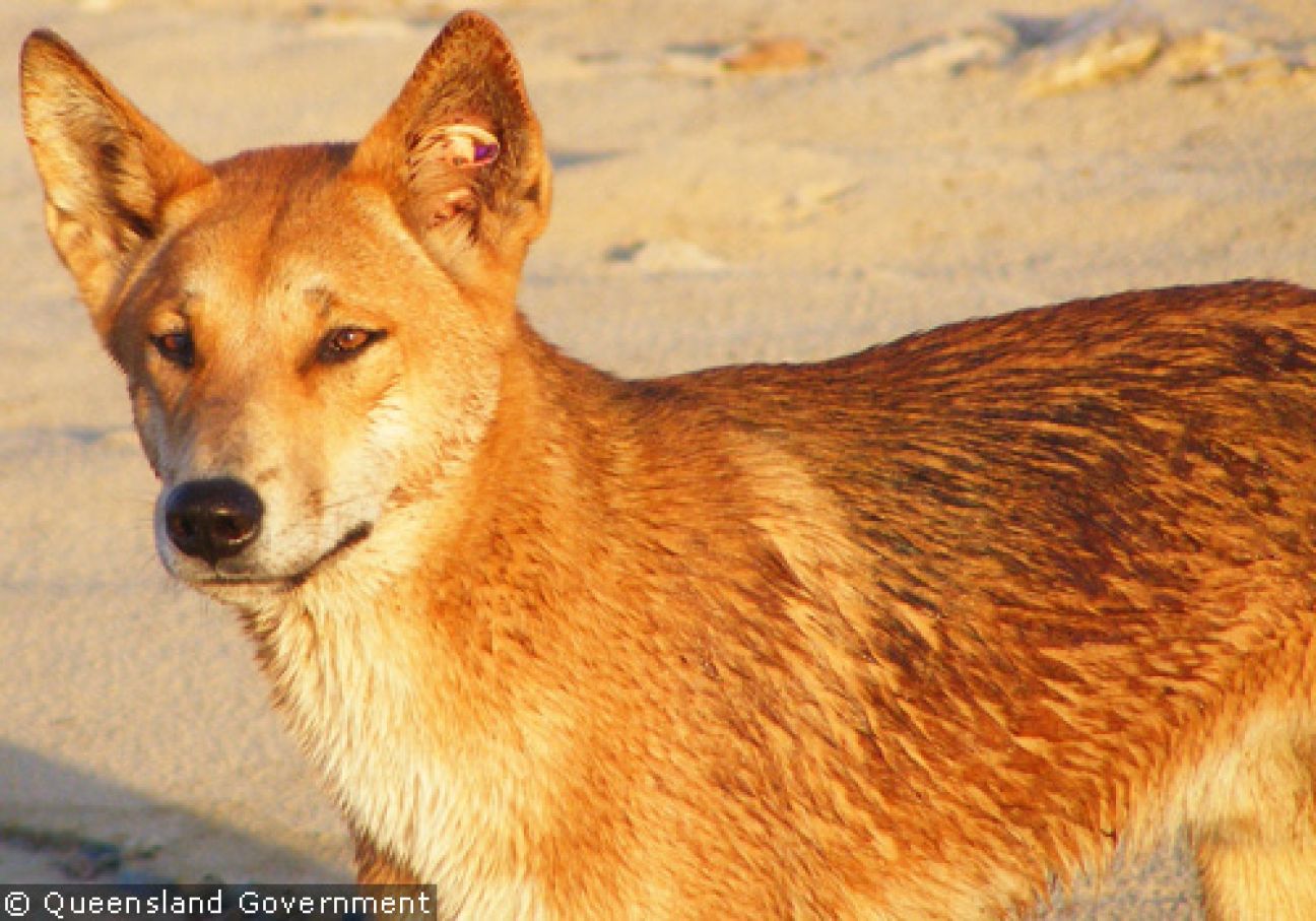 Fraser Island Dingoes