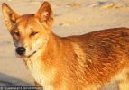 Fraser Island Dingoes
