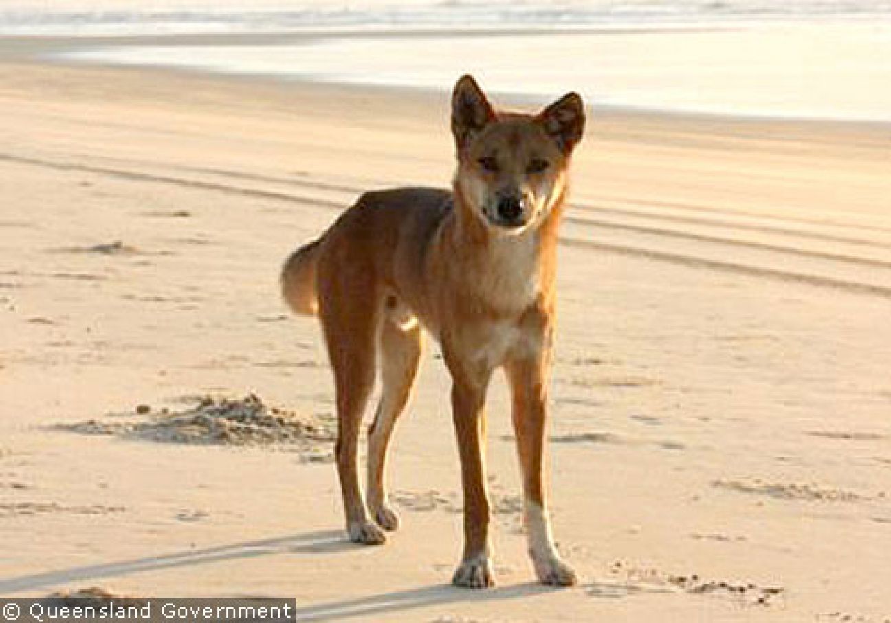 Fraser Island Dingoes