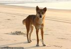 Fraser Island Dingoes