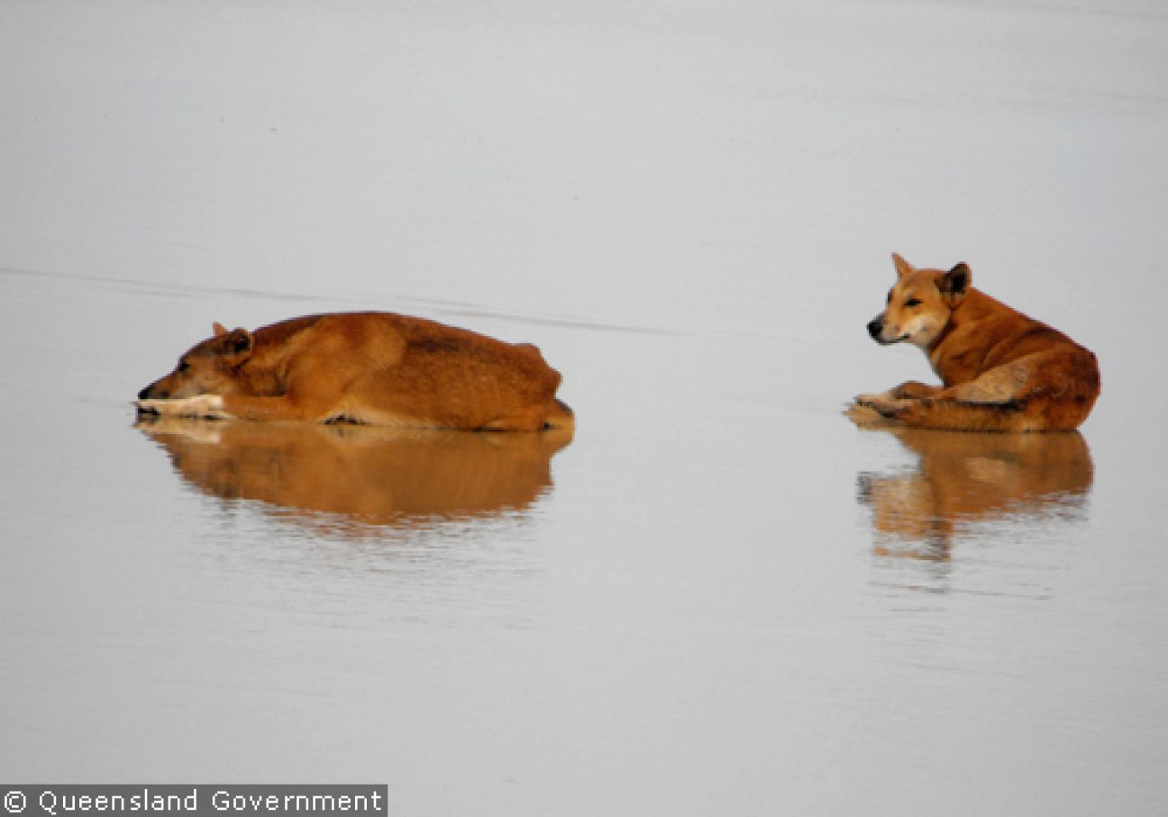 Fraser Island Dingoes