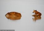 Fraser Island Dingoes