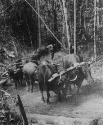 Bullock teams were the early form of transport as the region developed.
