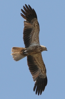 From Mount Coolum's summit whistling kites and other birds of prey may be seen soaring on the wind currents. 
