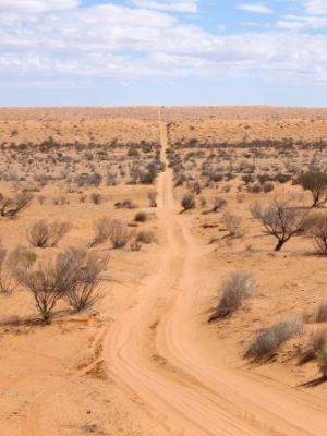 Image of vehicle track over rolling sand dunes in Munga-Thirri National Park.