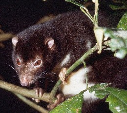 Herbert River ringtail possum