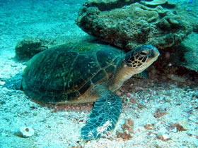 Healthy green turtle